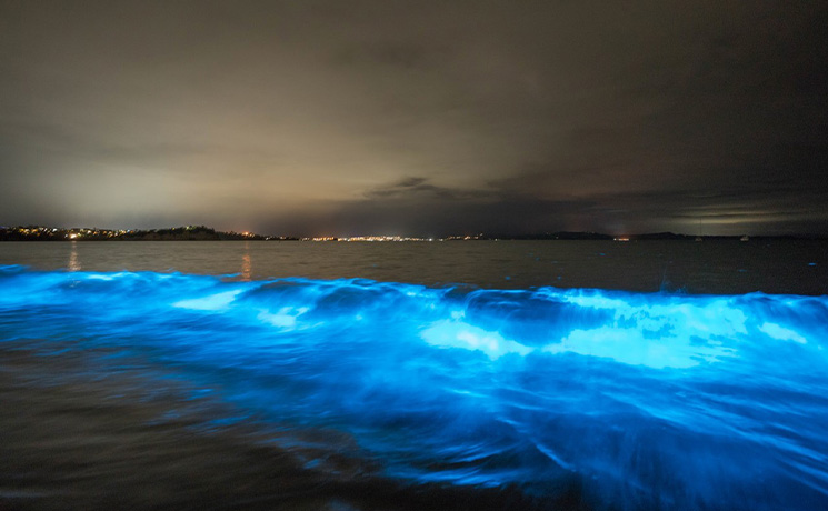 En Nouvelle Z lande La Mer S est Mise Briller D un Bleu Fluorescent En Nouvelle Z lande La Mer S est Mise Briller D un Bleu Fluorescent